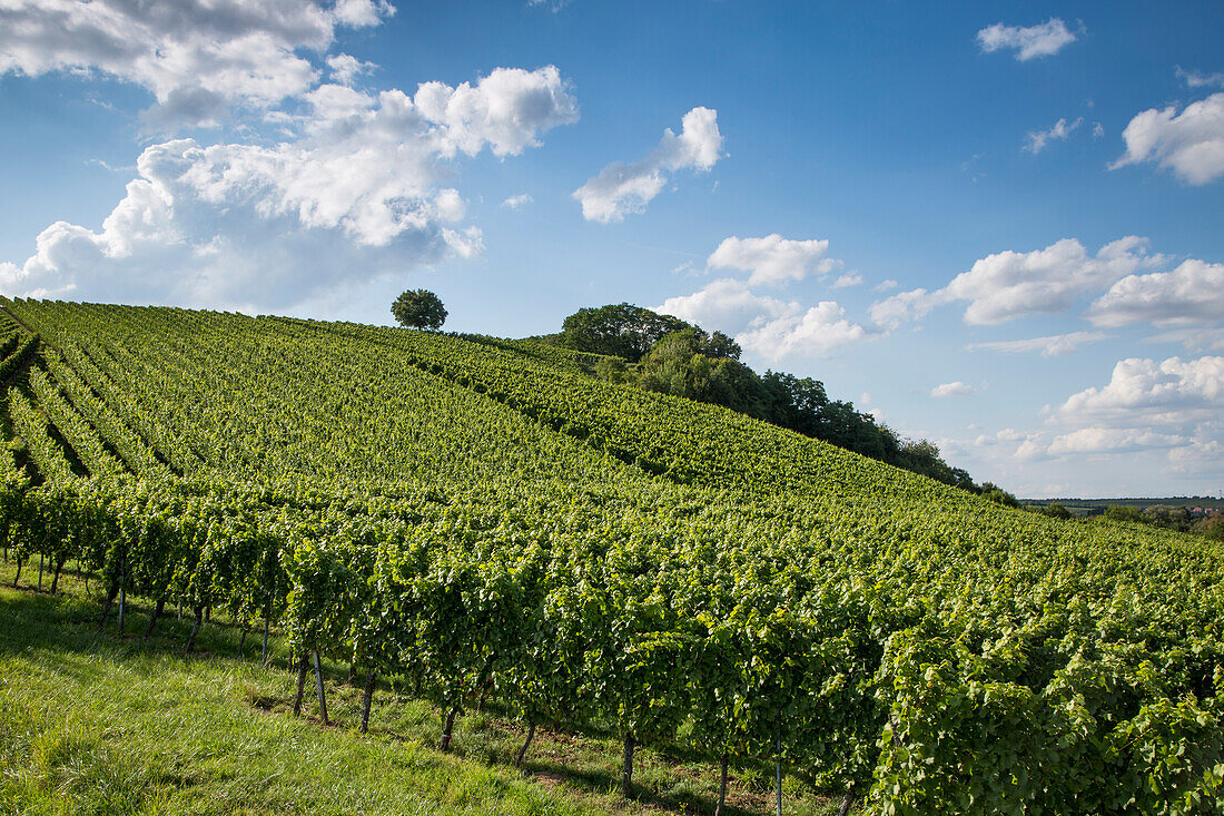 Weinreben am Weinberg Maustal, Sulzfeld am Main, nahe Kitzingen, Franken, Bayern, Deutschland