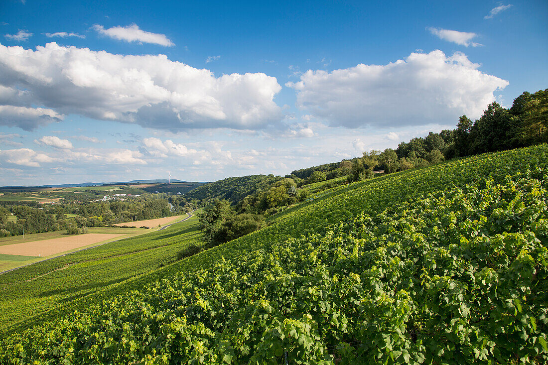 Weinreben am Weinberg Maustal, Sulzfeld am Main, nahe Kitzingen, Franken, Bayern, Deutschland