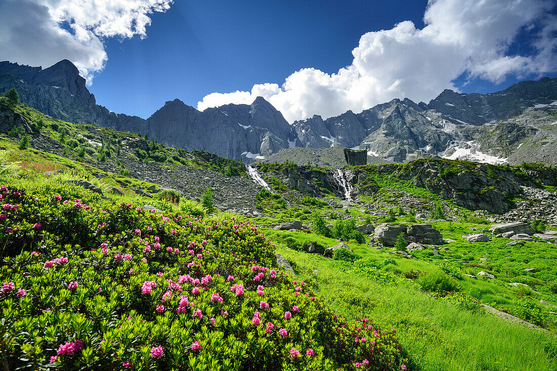 Alpine roses with granite-mountains in background, Val Codera, Sentiero Roma, Bergell range, Lombardy, Italy