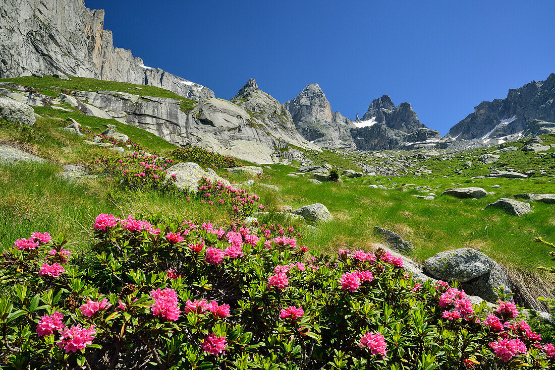 Alpenrosen mit Granitbergen im Hintergrund, Sentiero Roma, Bergell, Lombardei, Italien