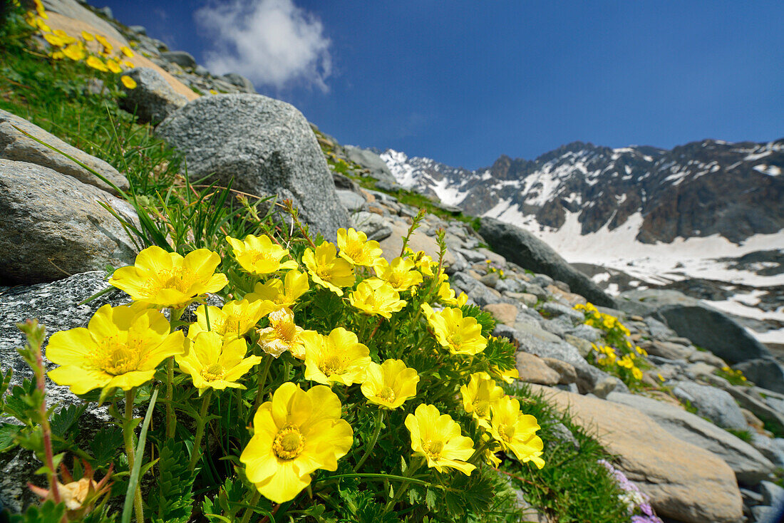 Gelbe Blumen blühen auf der Moräne des Preda Rossa-Gletschers, Rifugio Ponti, Sentiero Roma, Bergell, Lombardei, Italien