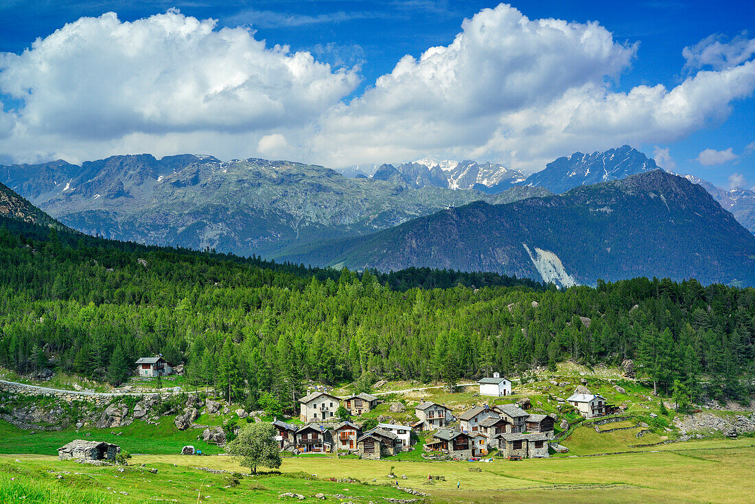 Almsiedlung Alp Lago mit Bernina im Hintergrund, Alp Lago, Val Malenco, Sentiero Roma, Bergell, Lombardei, Italien