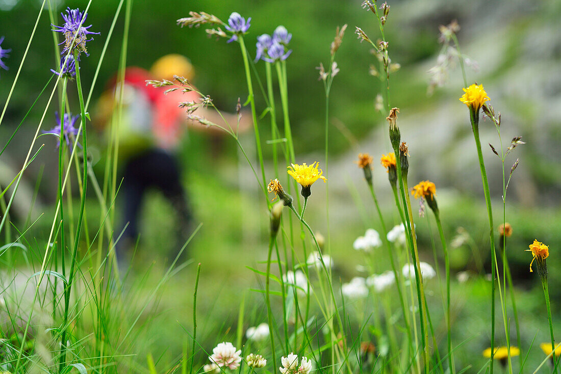 Blumenwiese mit Wanderer im Hintergrund, Gran Paradiso, Nationalpark Gran Paradiso, Grajische Alpen, Aostatal, Aosta, Italien