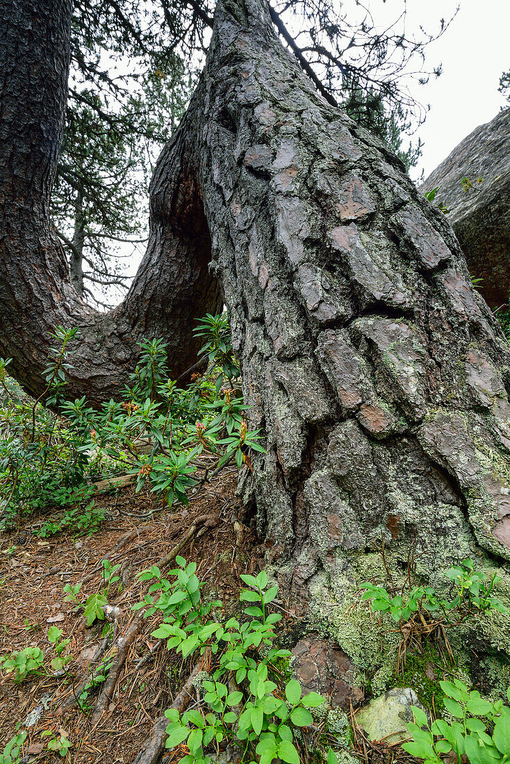 Bent trunk of pine tree, Pinus Montana, Natural Park Mont Avic, Graian Alps range, valley of Aosta, Aosta, Italy