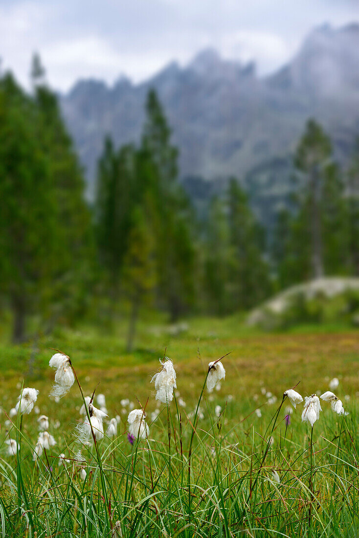 Moorwiese mit Wollgras, Naturpark Mont Avic, Grajische Alpen, Aostatal, Aosta, Italien