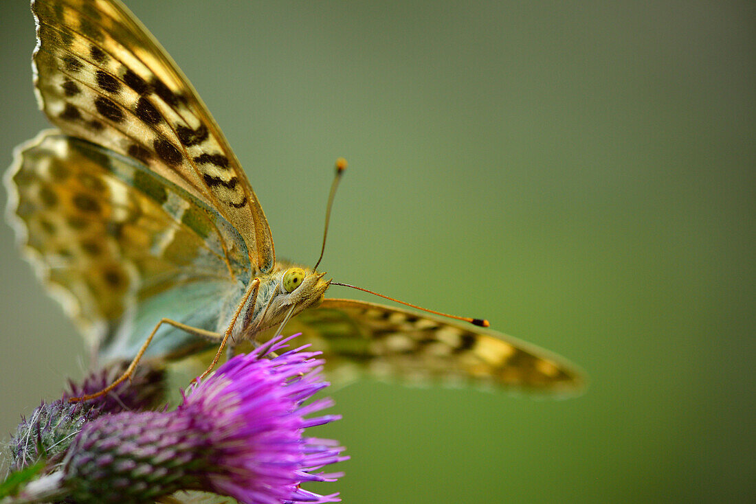 Silver-washed fritillary sitting on thistle, Argynnis paphia, Natural Park Mont Avic, Graian Alps range, valley of Aosta, Aosta, Italy