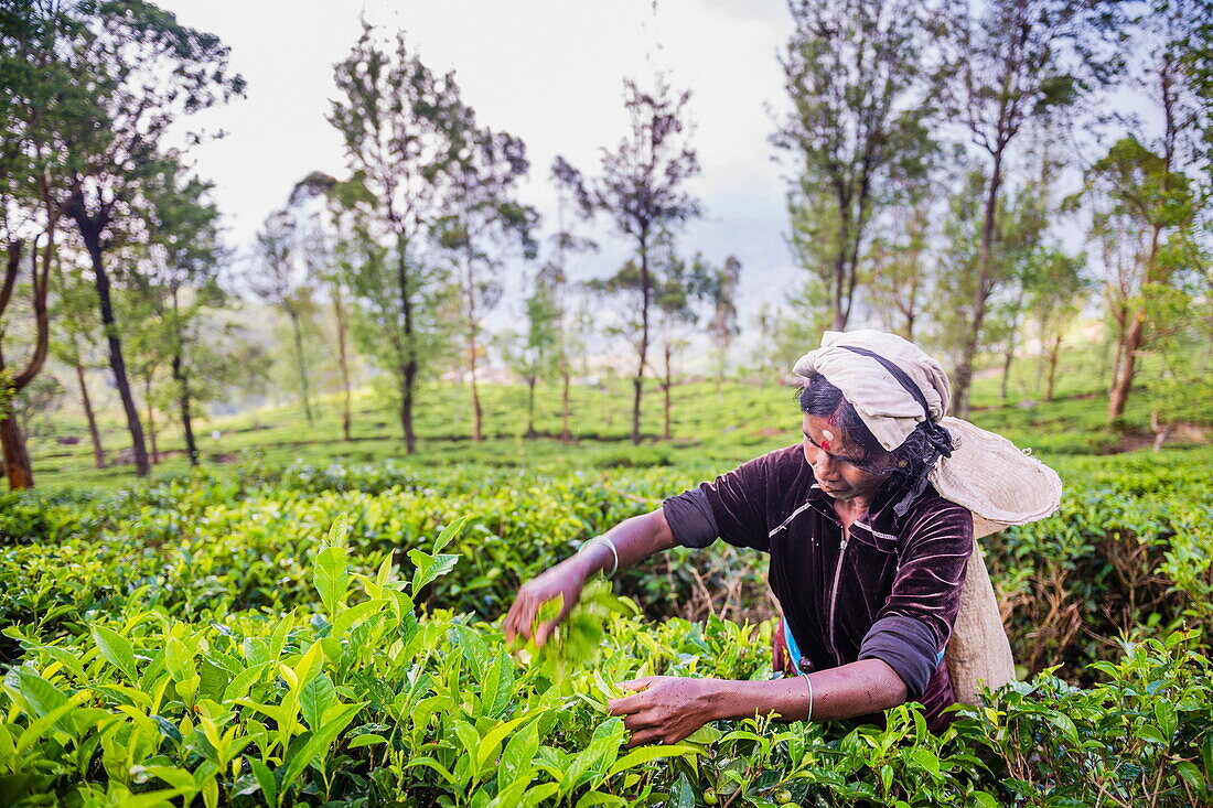 Sri Lanka tea plantation, a tea picker picking tea in the Sri Lanka Central Highlands, Tea Country, Sri Lanka, Asia