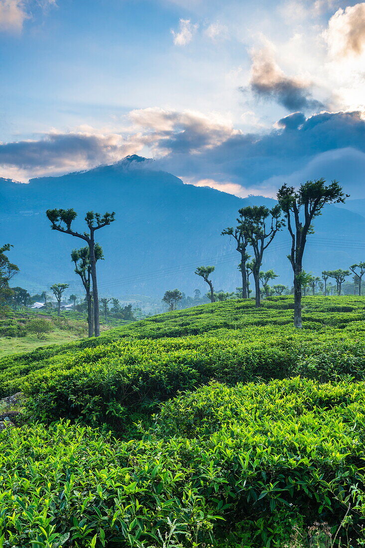 Sunrise over tea plantations, Haputale, Sri Lanka Hill Country, Sri Lanka, Asia