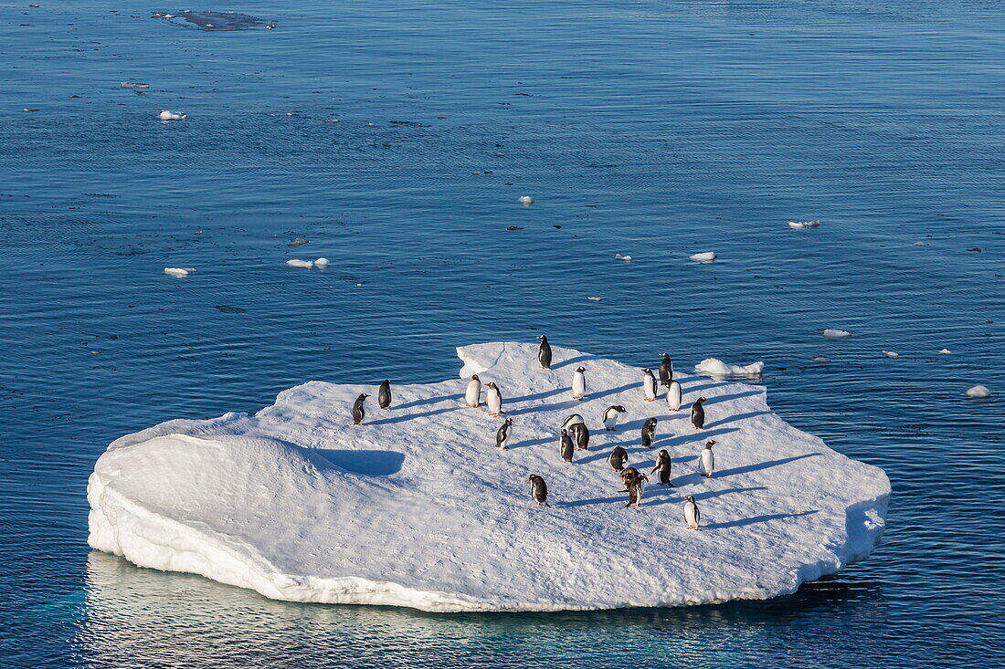 Adult gentoo penguins (Pygoscelis papua) on ice floe in the Errera Channel, Antarctica, Southern Ocean, Polar Regions