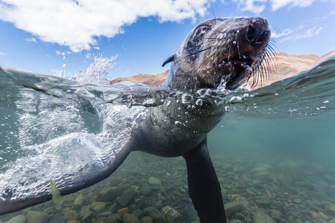 Antarctic fur seal (Arctocephalus gazella) pup underwater in Stromness Bay, South Georgia, South Atlantic Ocean, Polar Regions