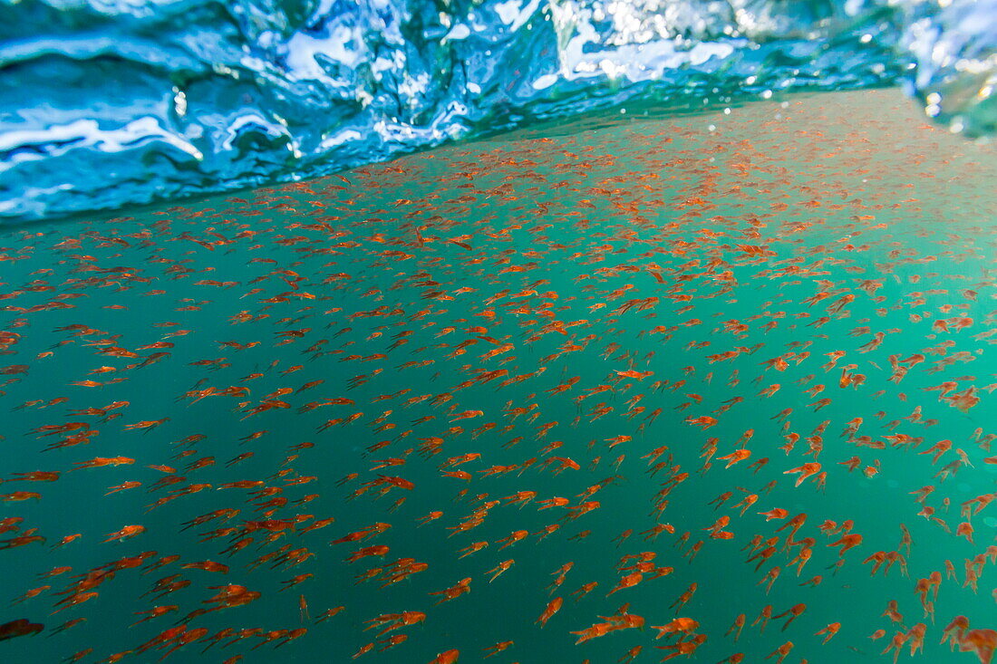 Dense swarms of juvenile squat lobster (Munida gregaria) off Akaroa, South Island, New Zealand, Pacific