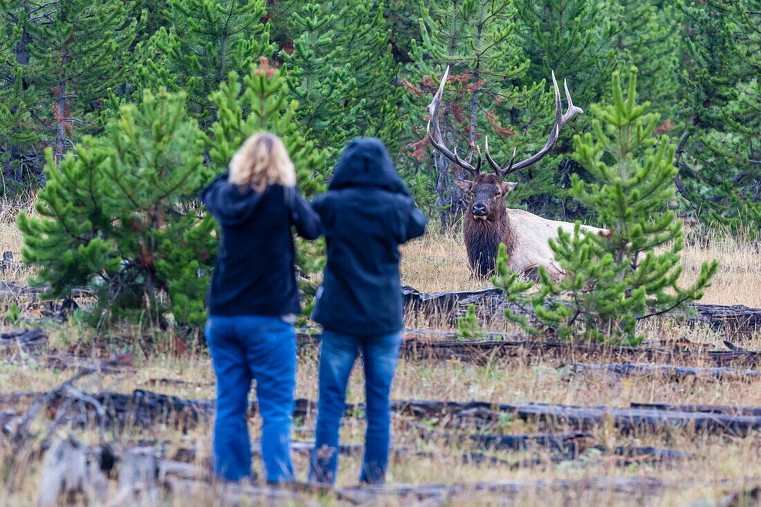 Bull elk, Cervus canadensis, with curious photographers, Yellowstone National Park, Wyoming, USA