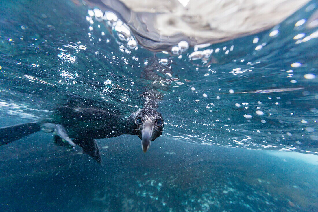 Curious flightless cormorant (Phalacrocorax harrisi) underwater at Tagus Cove, Isabela Island, Galapagos Islands, Ecuador, South America