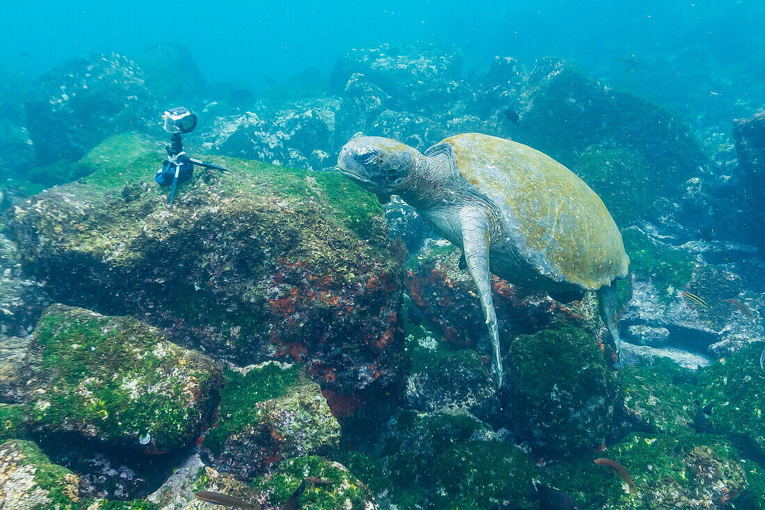 Adult green sea turtle (Chelonia mydas) underwater near camera, Isabela Island, Galapagos Islands, Ecuador, South America