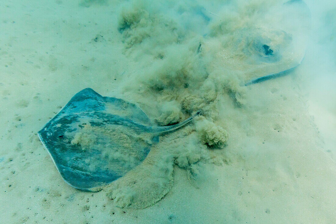 Stingray (Dasyatis spp,) on the shallow sandy bottom at Bartolome Island, Galapagos Islands, Ecuador, South America