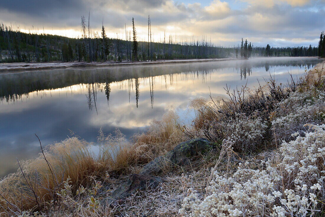 Regenerating trees reflected in a frosty and misty Lewis River, Yellowstone National Park, UNESCO World Heritage Site, Wyoming, United States of America, North America