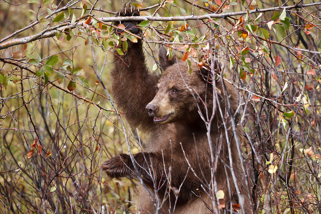 Cinnamon black bear (Ursus americanus) hangs on a chokeberry branch in autumn (fall), Grand Teton National Park, Wyoming, United States of America, North America