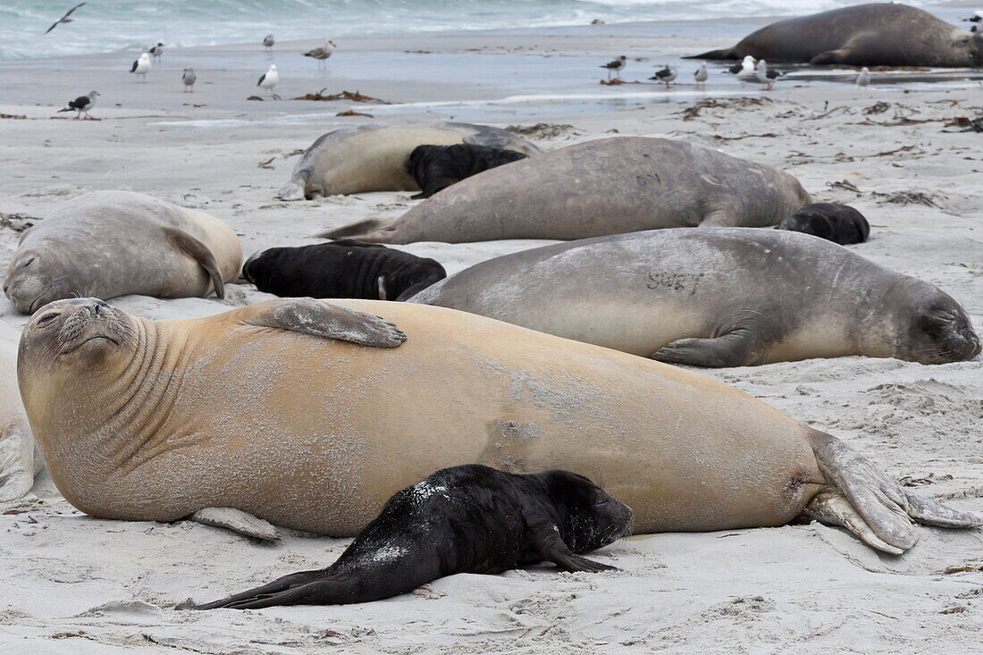New born southern elephant seal (Mirounga leonina) pups and mothers on a beach, Sea Lion Island, Falkland Islands, South America