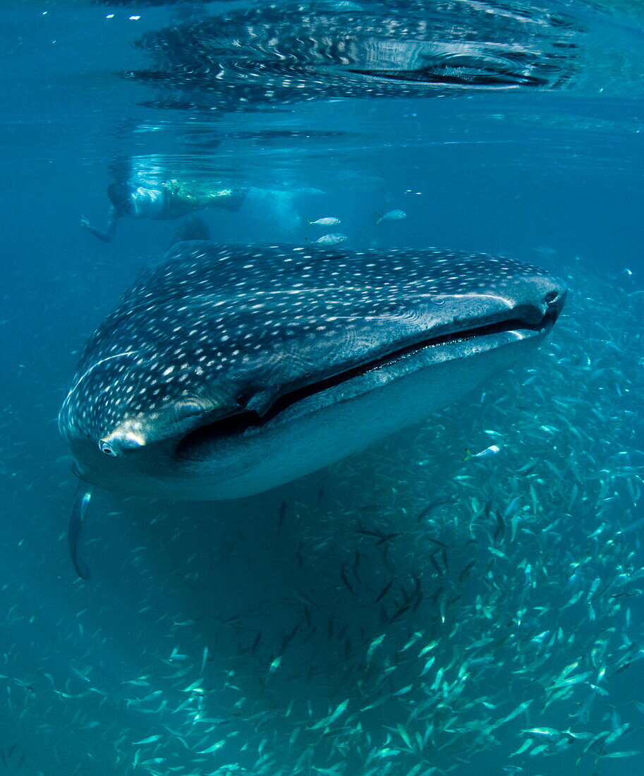 Scientist and whale shark (Rhincodon typus) feeding at the surface on zooplankton, mouth open, known as ram feeding, Yum Balam Marine Protected Area, Quintana Roo, Mexico, North America