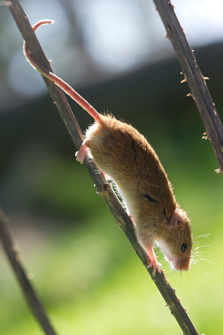 Harvest Mouse Micromys Minutus The Bild Kaufen Image Professionals