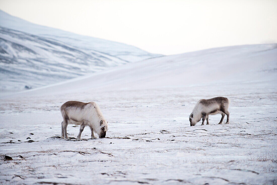 Svalbard reindeer (Rangifer taradus spp. platyrhynchus) grazing in winter, digging to the lichens and grasses below the snow, Svalbard, Arctic, Norway, Scandinavia, Europe