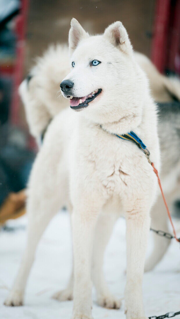 Huskies at an international dog sled race, La Grande Odyssee Savoie Mont Blanc, Haute-Savoie, France, Europe