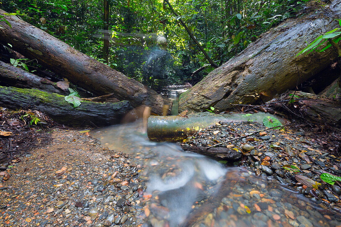 Ula Temburong National Park, Brunei, Borneo, Southeast Asia, Asia