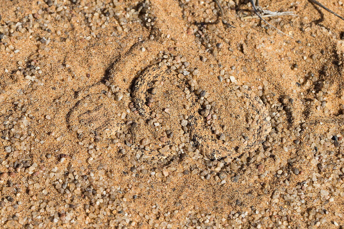 Peringuey's adder (sidewinding adder) (Bitis peringueyi), hiding in sand, Namib Desert, Namibia, Africa