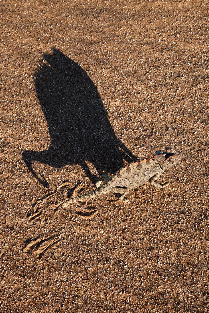 Namaqua chameleon (Chamaeleo namaquensis), Namib Desert, Namibia, Africa