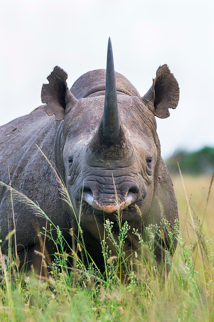 Black rhino (Diceros bicornis) male, Phinda private game reserve, KwaZulu Natal, South Africa, Africa