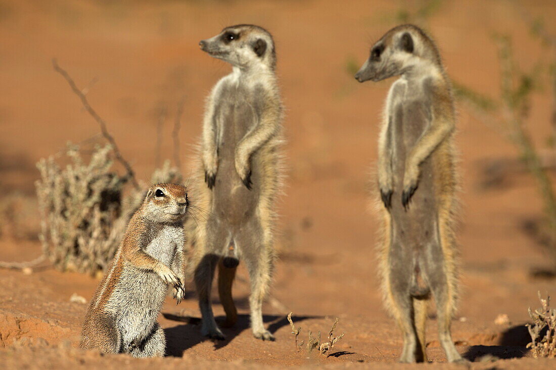 Meerkat (Suricata suricatta), Kgalagadi Transfrontier Park, Northern Cape, South Africa, Africa