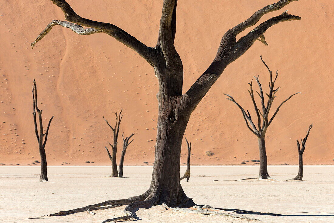 Dead Vlei, Namib Desert, Namibia, Africa