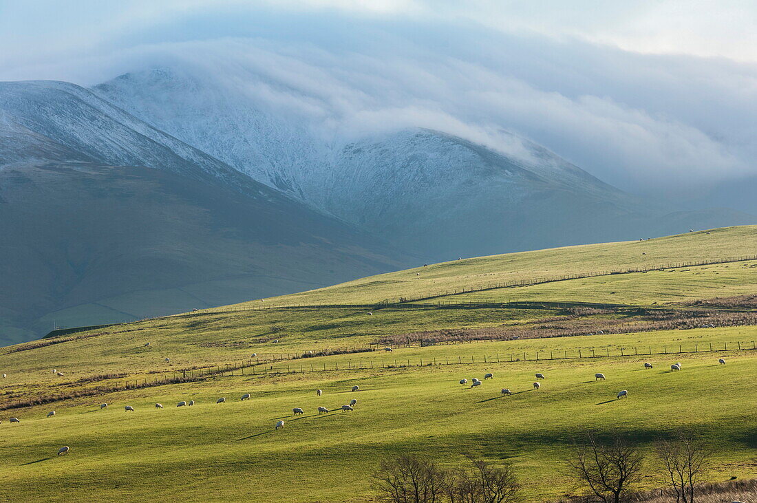 Winter clouds clinging to the Skiddaw Massif, sheep grazing on the fellside, Back o'Skiddaw, Cumbria, England, United Kingdom, Europe