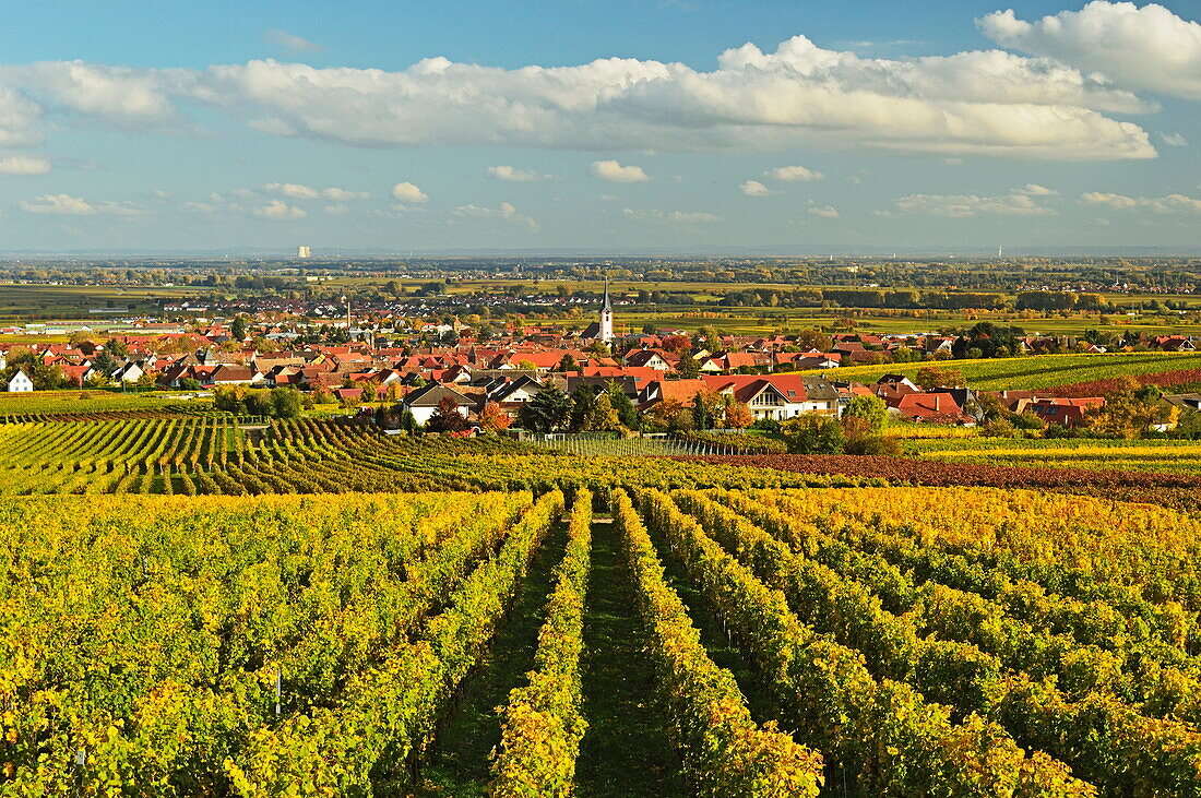 Vineyard landscape and Maikammer village, German Wine Route, Rhineland-Palatinate, Germany, Europe