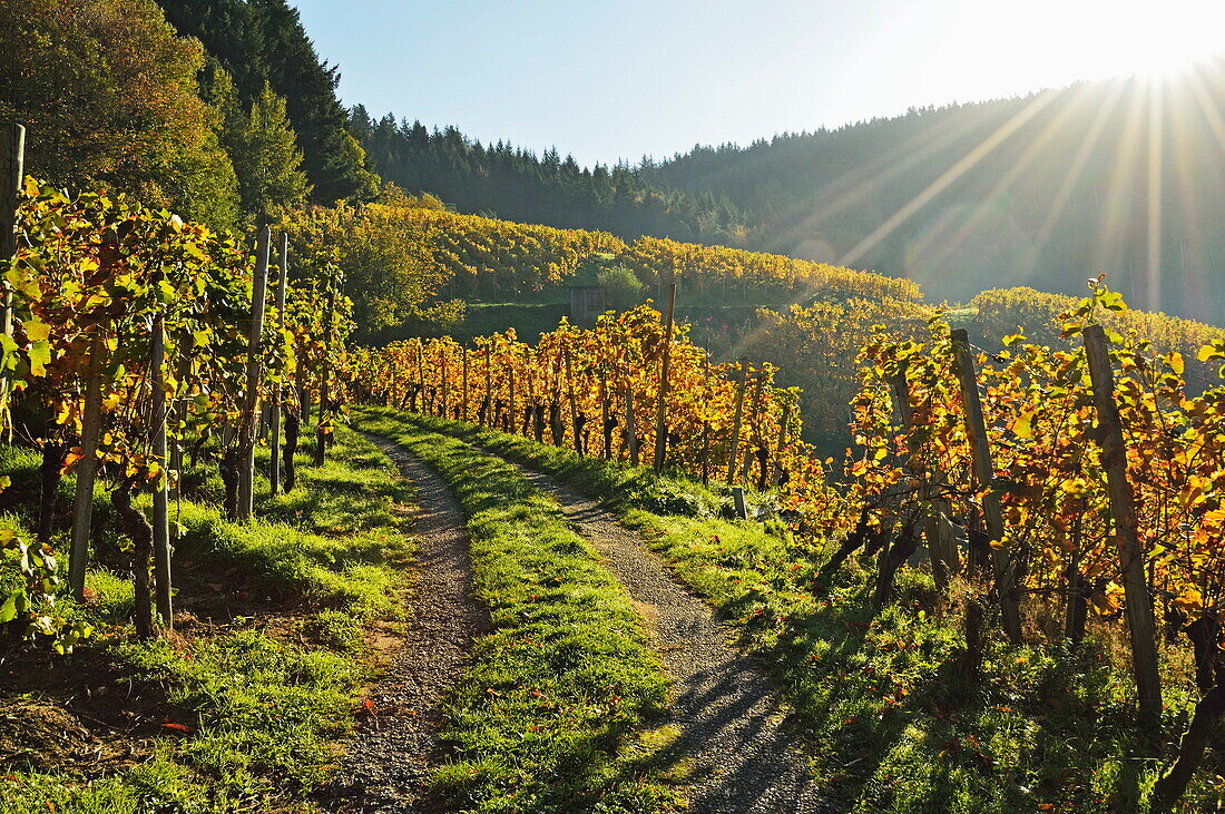 Vineyard landscape, Ortenau, Baden Wine Route, Baden-Wurttemberg, Germany, Europe
