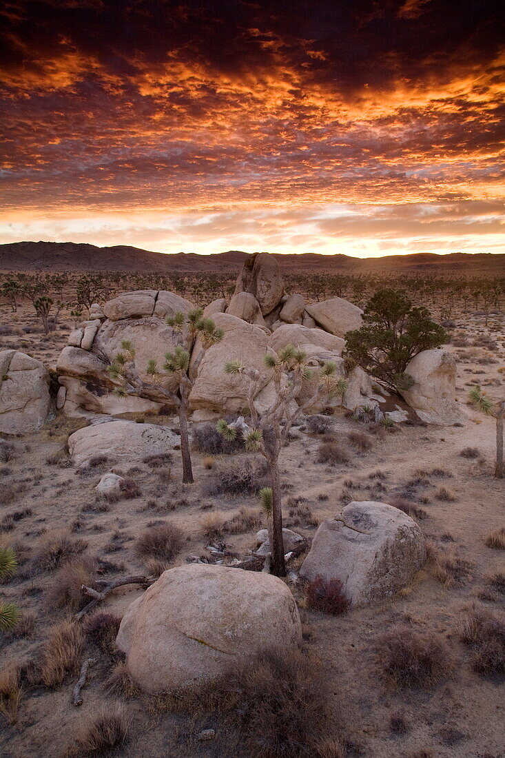 Landscape, Joshua Tree National Park, California, United States of America, North America