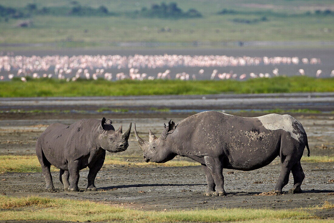 Two black rhinoceros (hook-lipped rhinoceros) (Diceros bicornis), Ngorongoro Crater, UNESCO World Heritage Site, Tanzania, East Africa, Africa