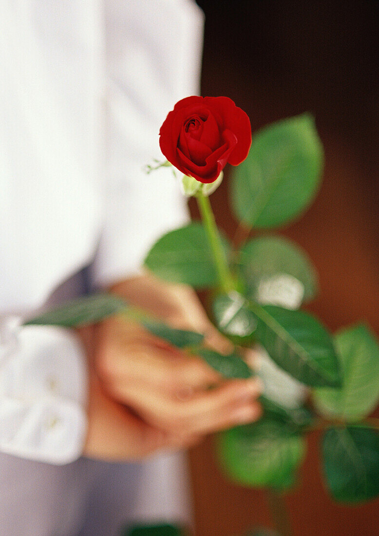 Hands holding rose, close-up, blurred