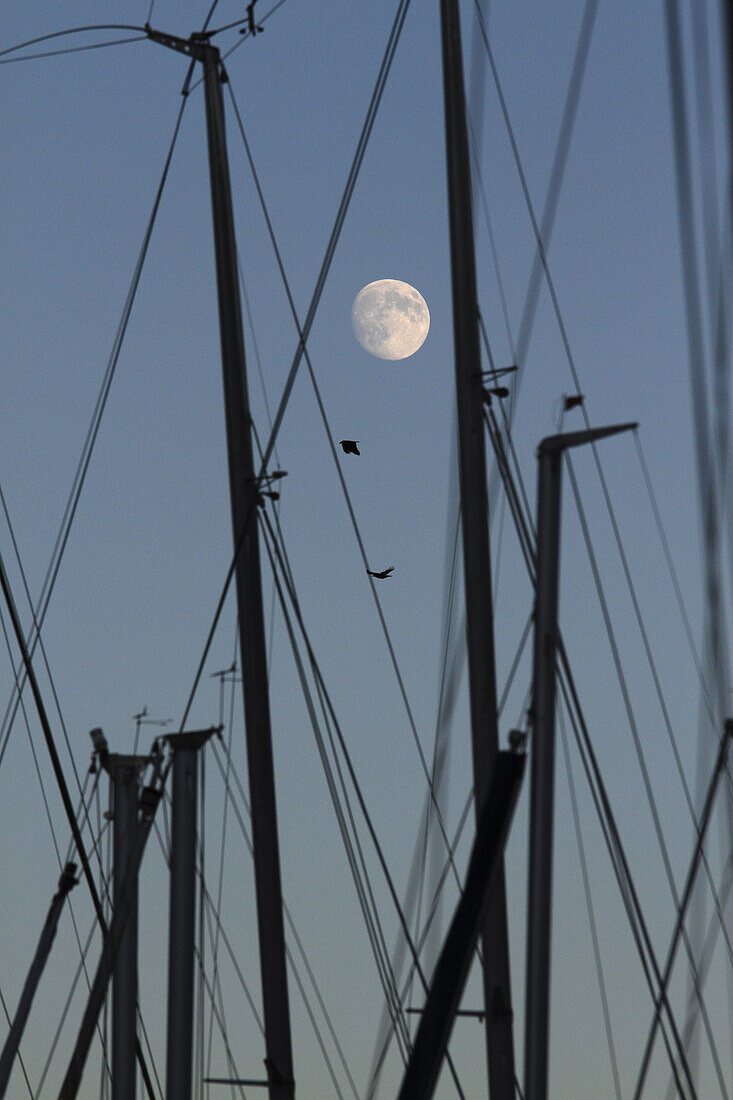 The masts of sailboats, dawn, moon in background