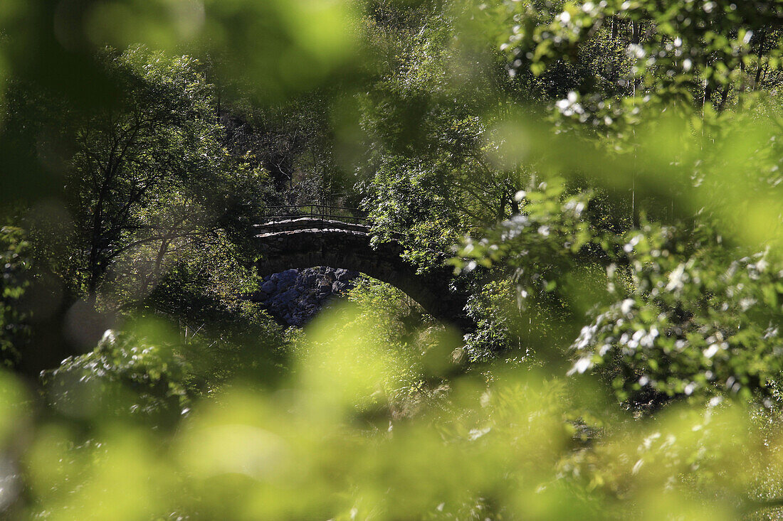 A stone bridge seen through tree leaves