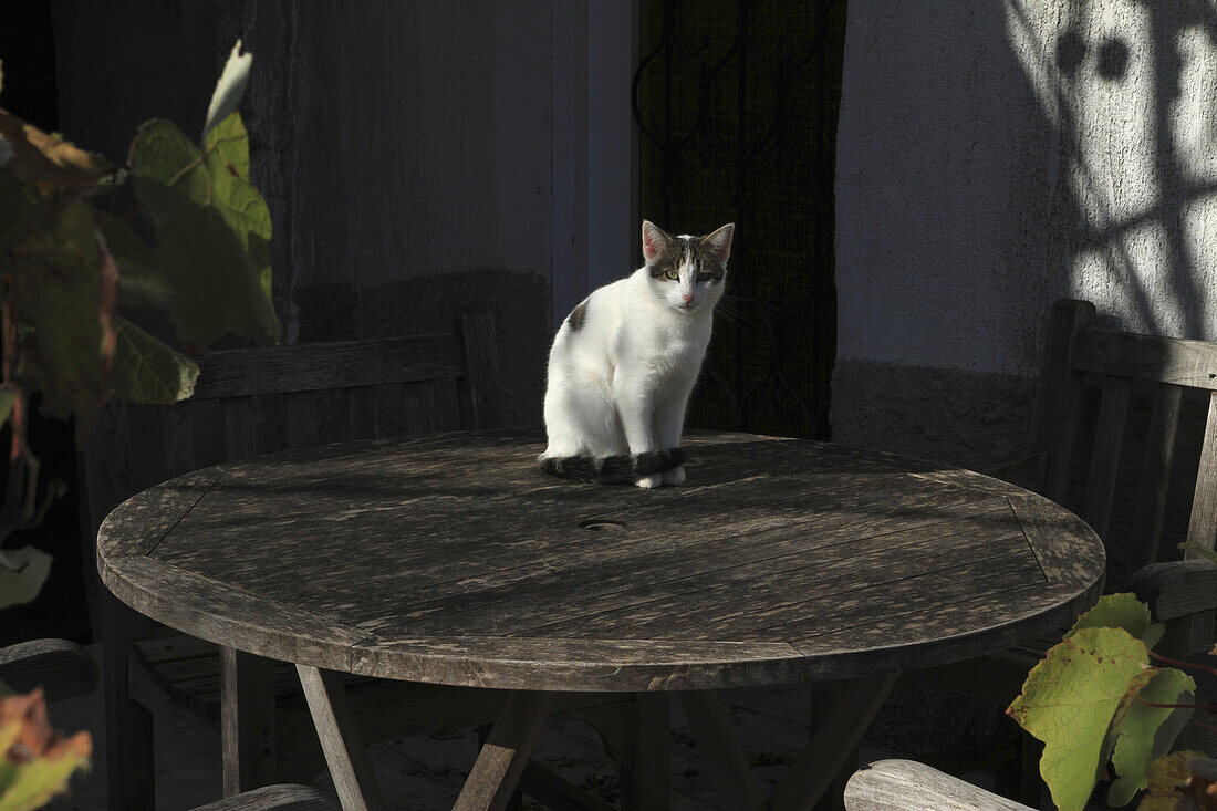 A cat sitting on a table, outdoors