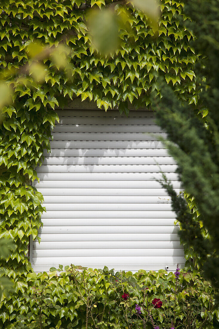 A rolling shutter surrounded by ivy