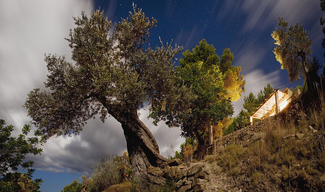 Low angle view of an olive tree and a house on a hill