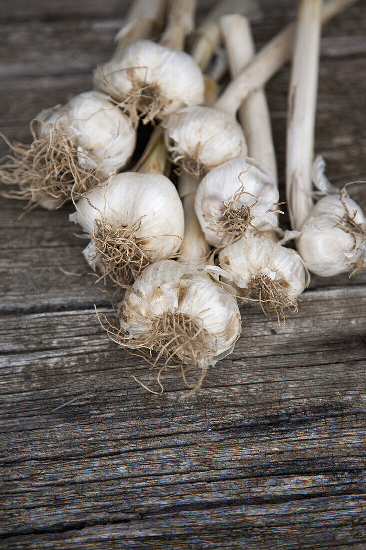 Bulbs of garlic