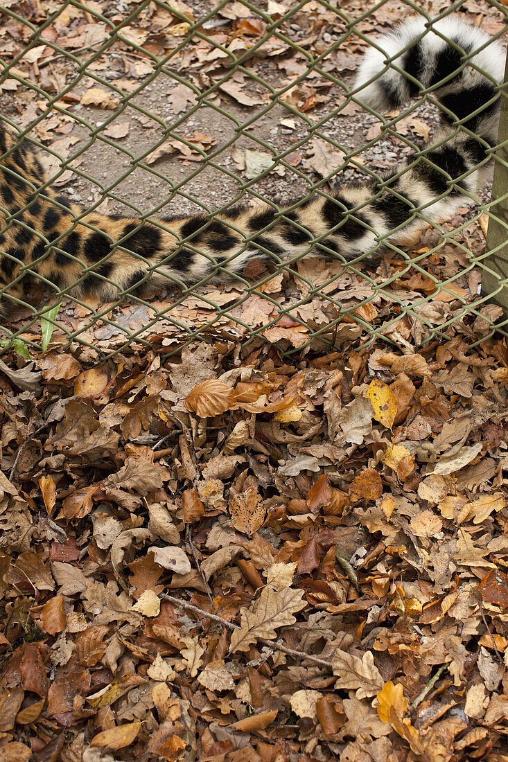 Autumnal similarities of cat tail and leaves