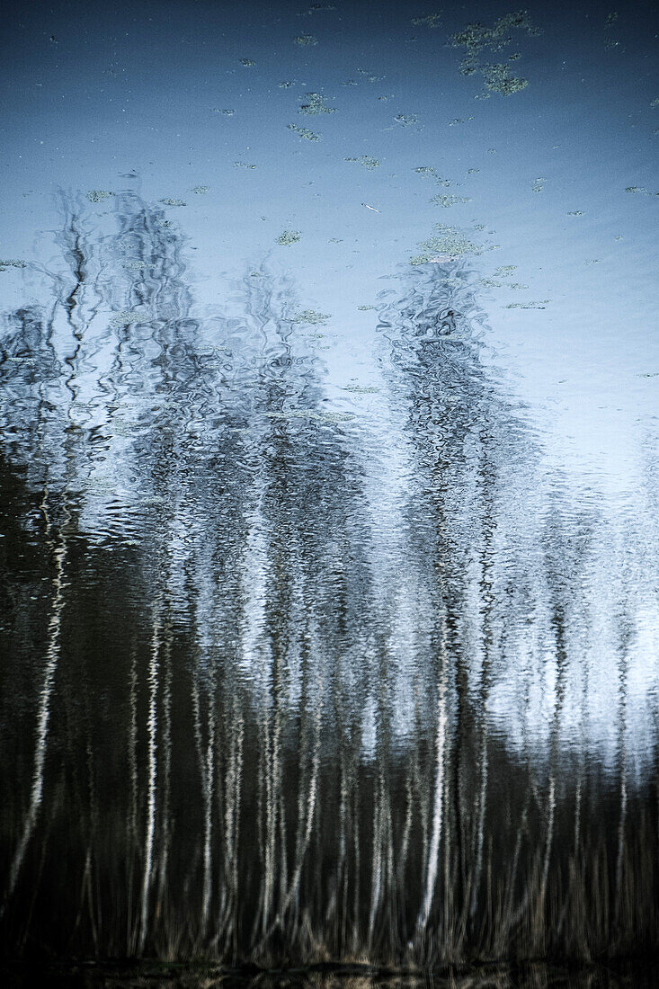 Reflection of trees on tranquil lake