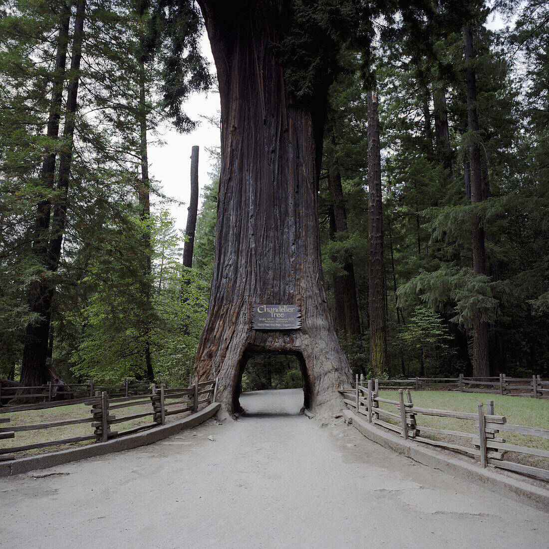 The Chandelier tree, a redwood tree cars can drive through, Leggett, California, USA