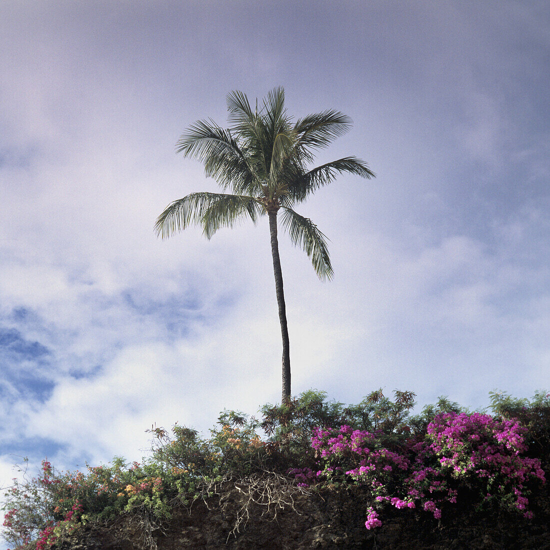 A palm tree and lush foliage, Maui, Hawaii