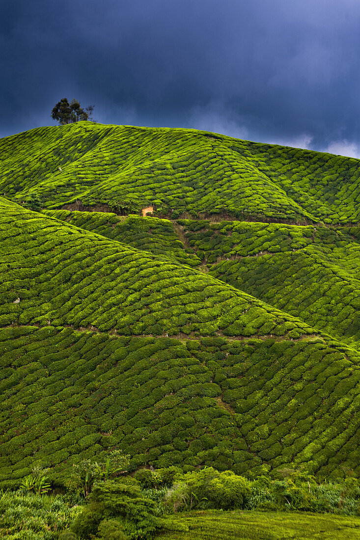 Detail of a tea plantation