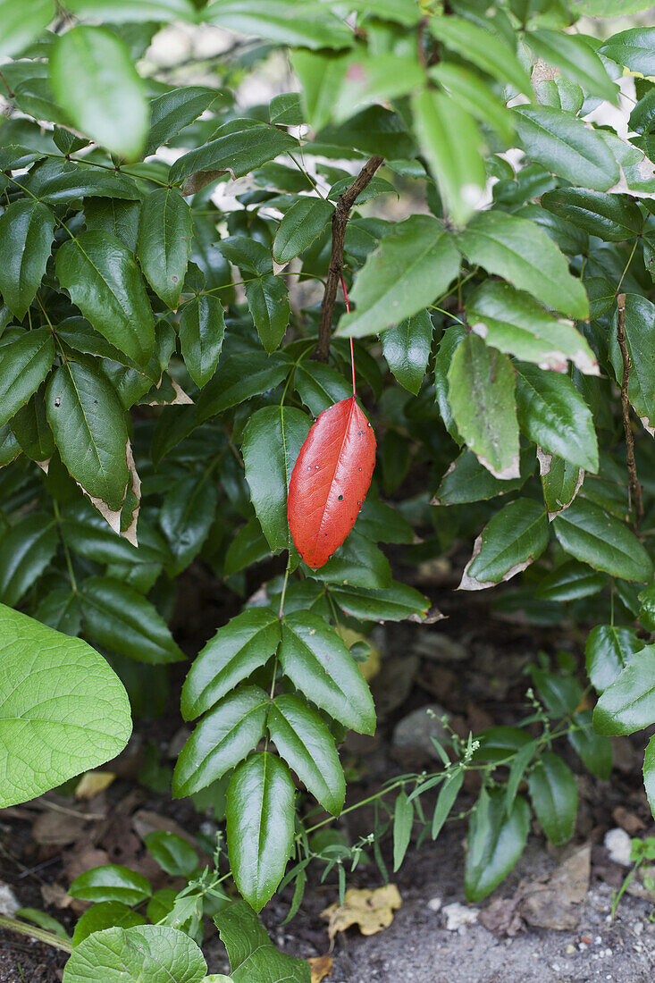 One red leaf amongst many green leaves
